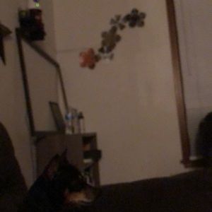 Meet your Posher, Amaya